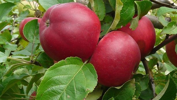 Сорт яблок Веньяминовское в Кромские сады Орловской области